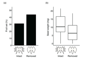 Figure 2: Results of removing the fringe from white egret orchids in a natural environment