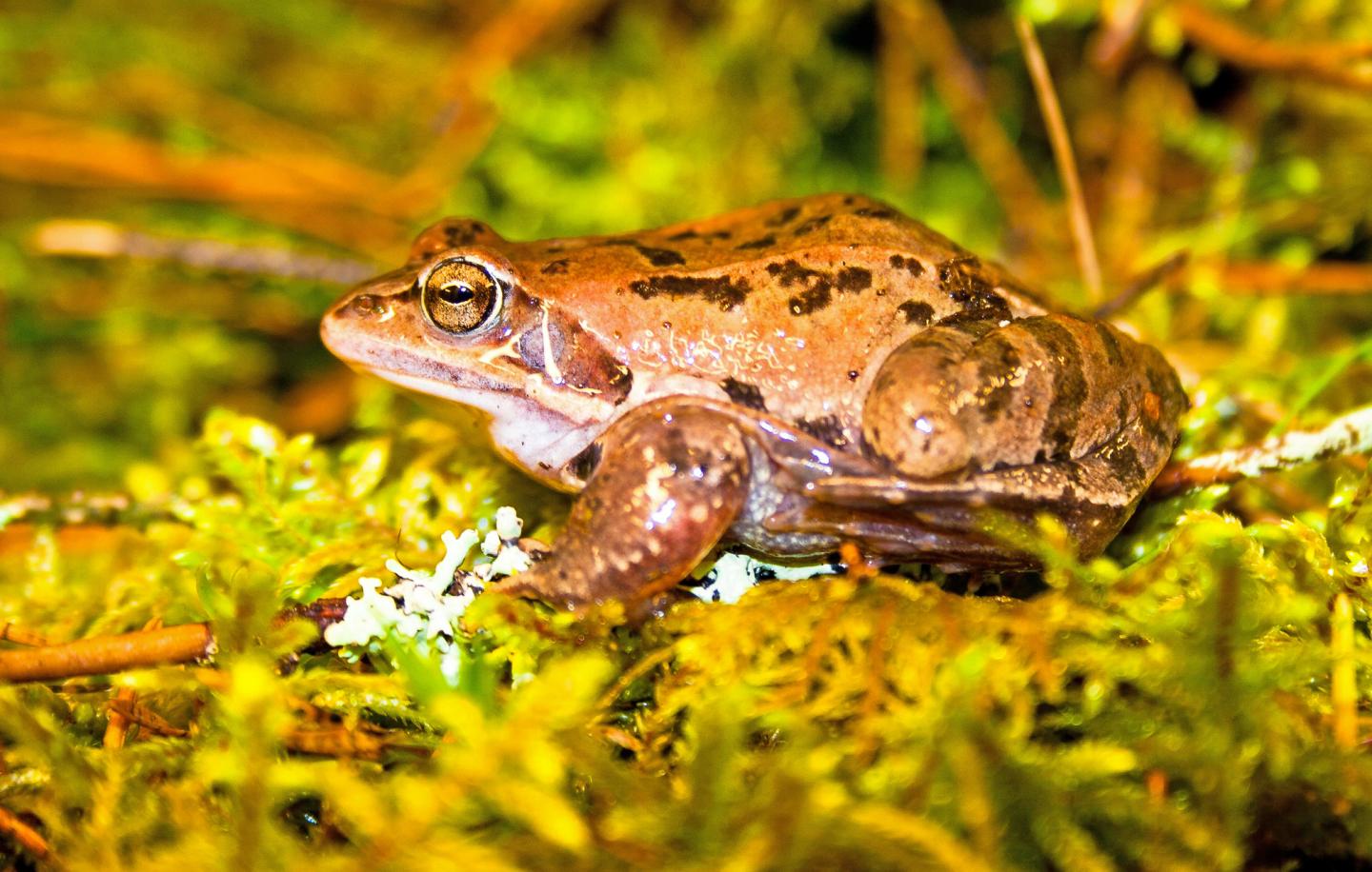 Male of <i>Rana arvalis</i>