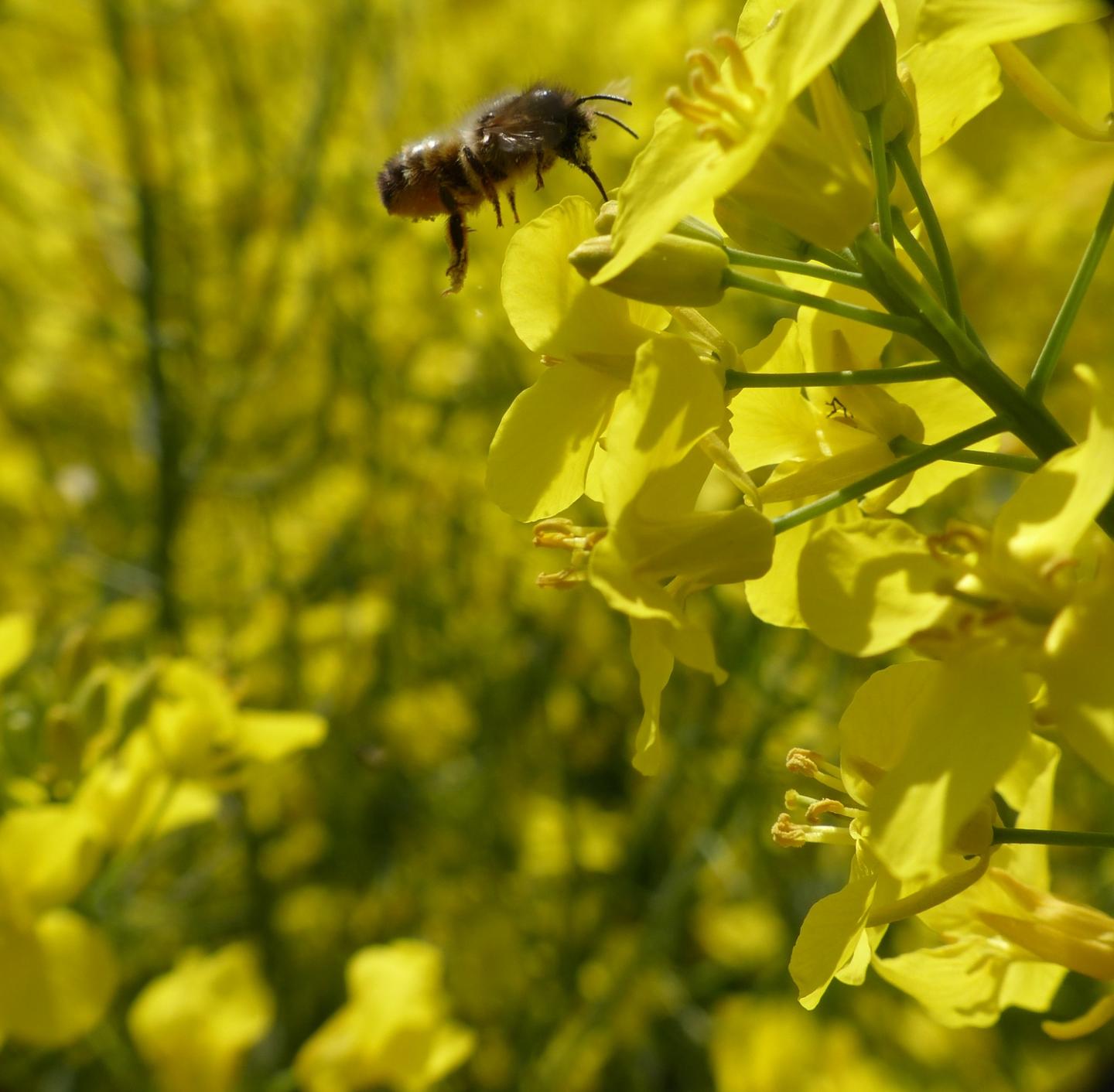 Solitary wild bee on an oilseed rape flower