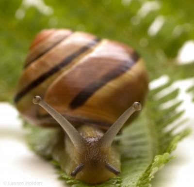 Banded Wood Snail <i>Cepaea nemoralis</i>