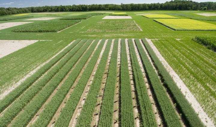 Field, Crops