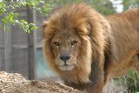 Kansas lion with full mane does not look cowardly!