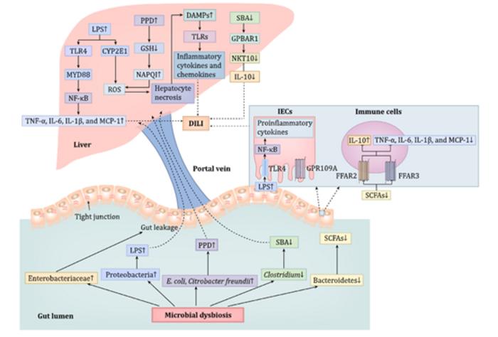 The potential mechanism of gut microbiota a affecting DILI.