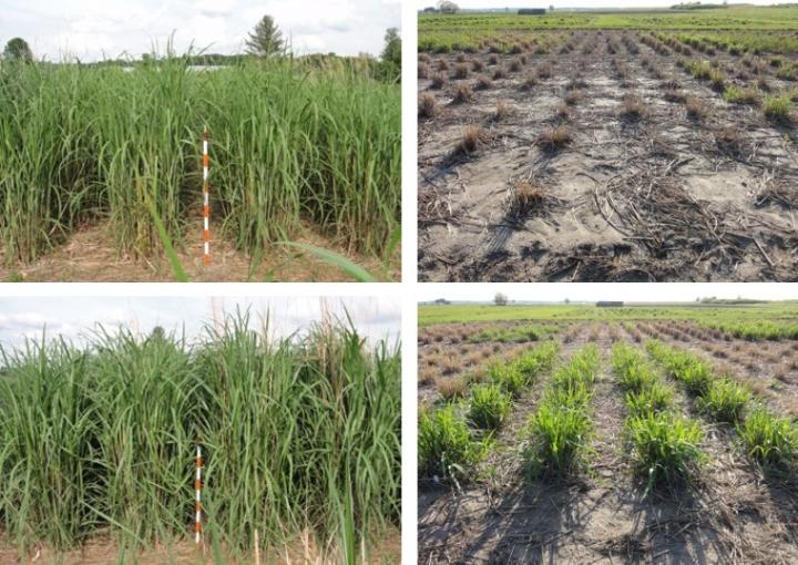 Miscanthus Varieties Vary in Cold Tolerance