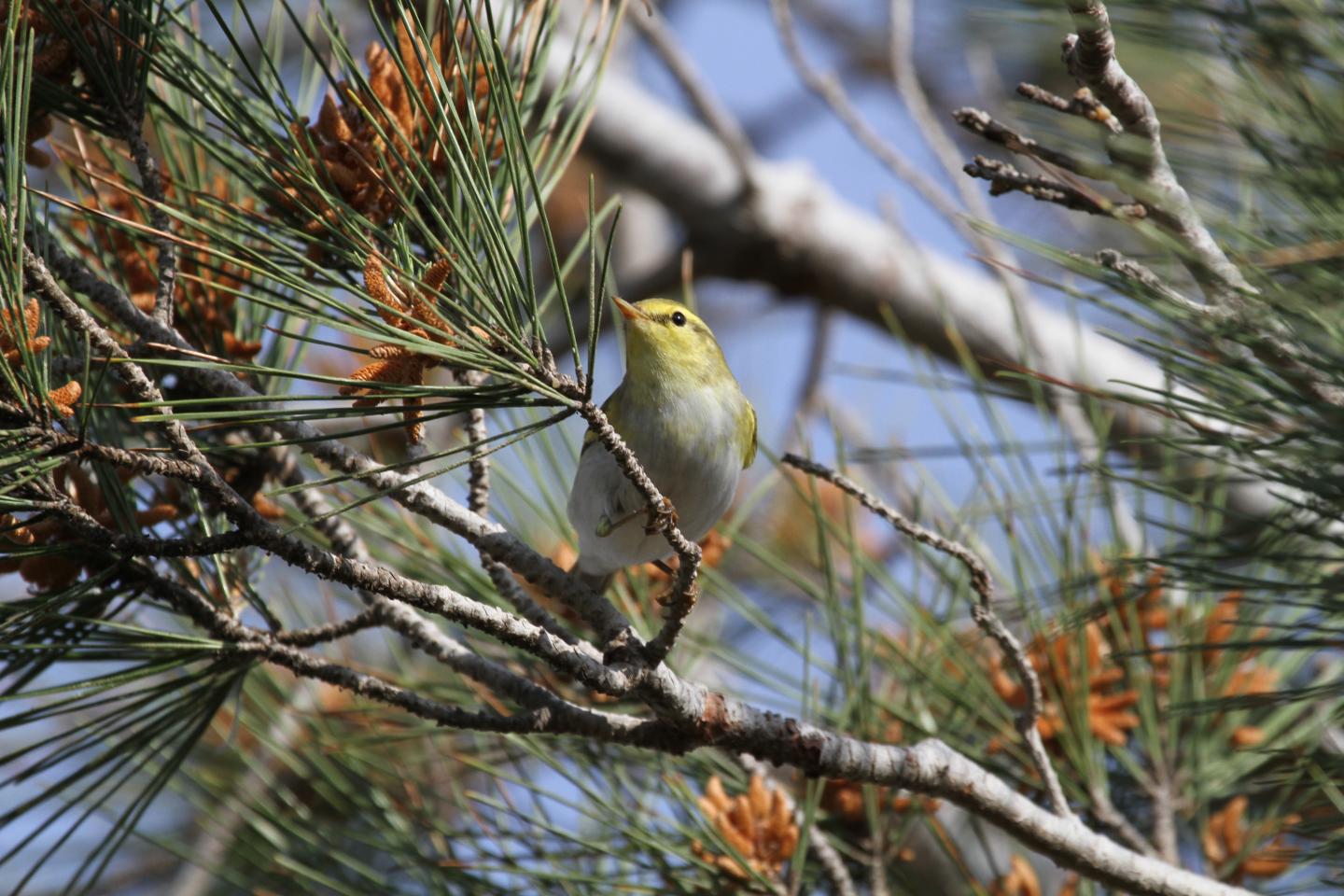 Wood Warbler