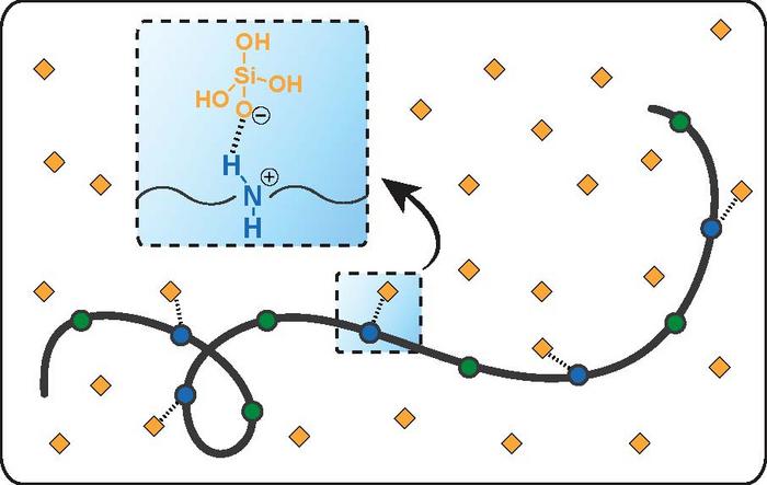 Attraction between silica and a polymeric antiscalant