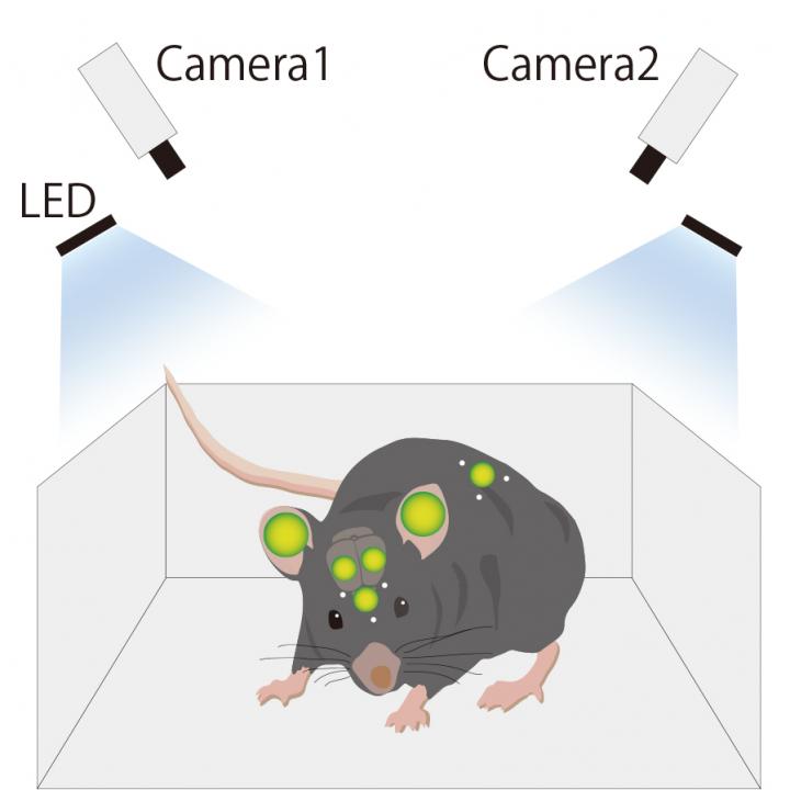 In Vivo Live Imaging System in Freely Moving Mouse