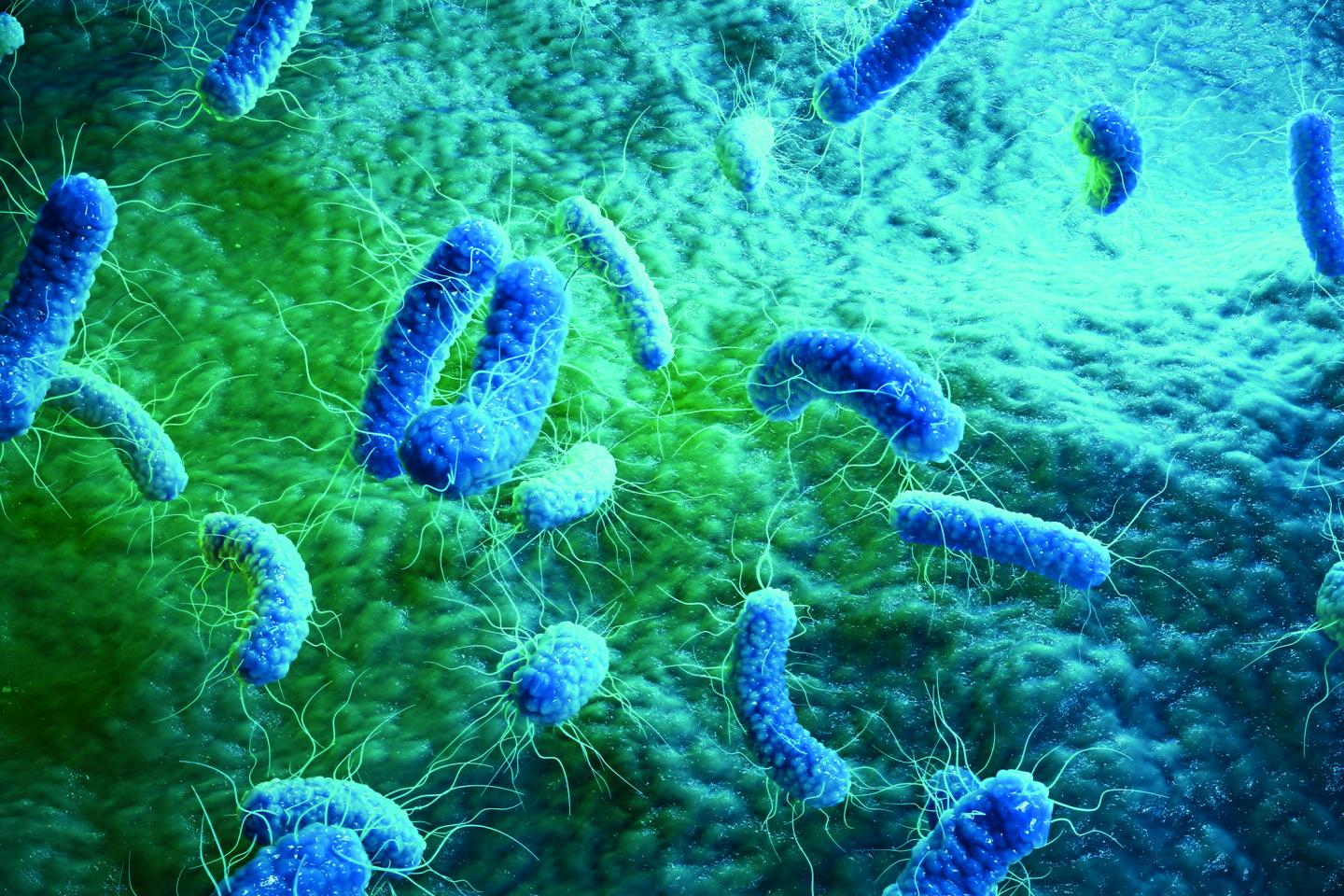 Bacteria