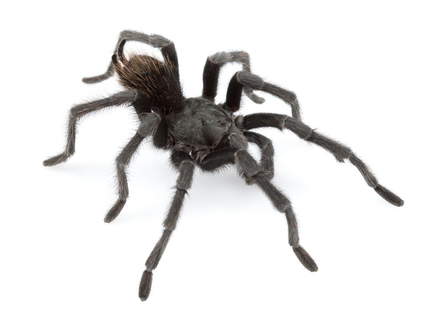 <i>Aphonopelma johnnycashi</i>