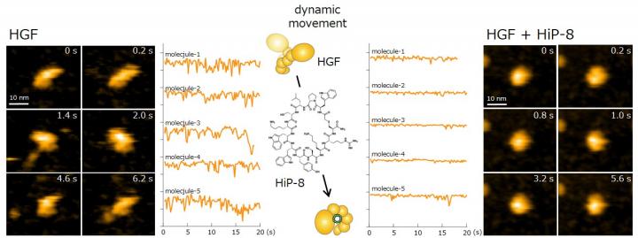 Figure 2: Observation Using High-Speed Atomic Force Microscopy