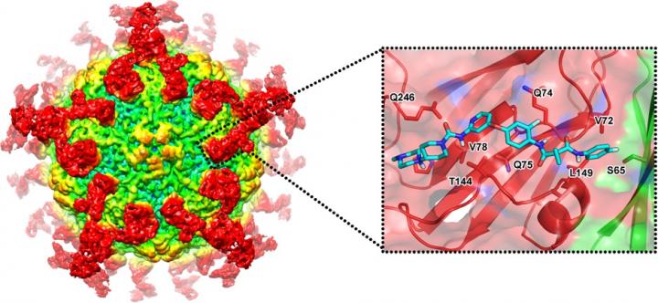 Designer Drugs to Inhibit Hepatitis A Virus