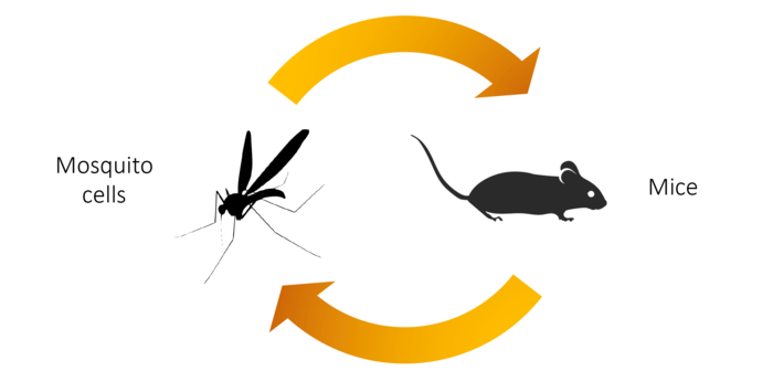 Zika Infection Cycle