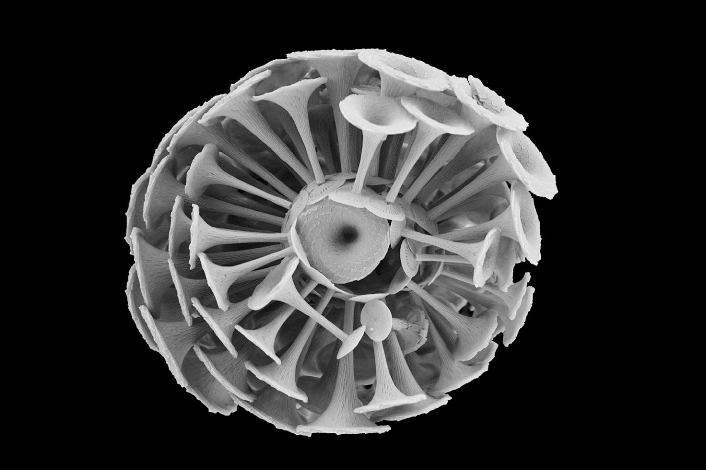 Coccolithophore Balch