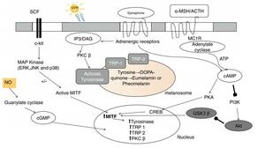 Fig. 2.Pre-melanogenic signaling