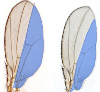 Drosophila Wing