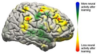 BCI Brain Image