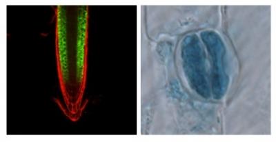 Expression of ZIFL1 in <I>Arabidopsis</I>