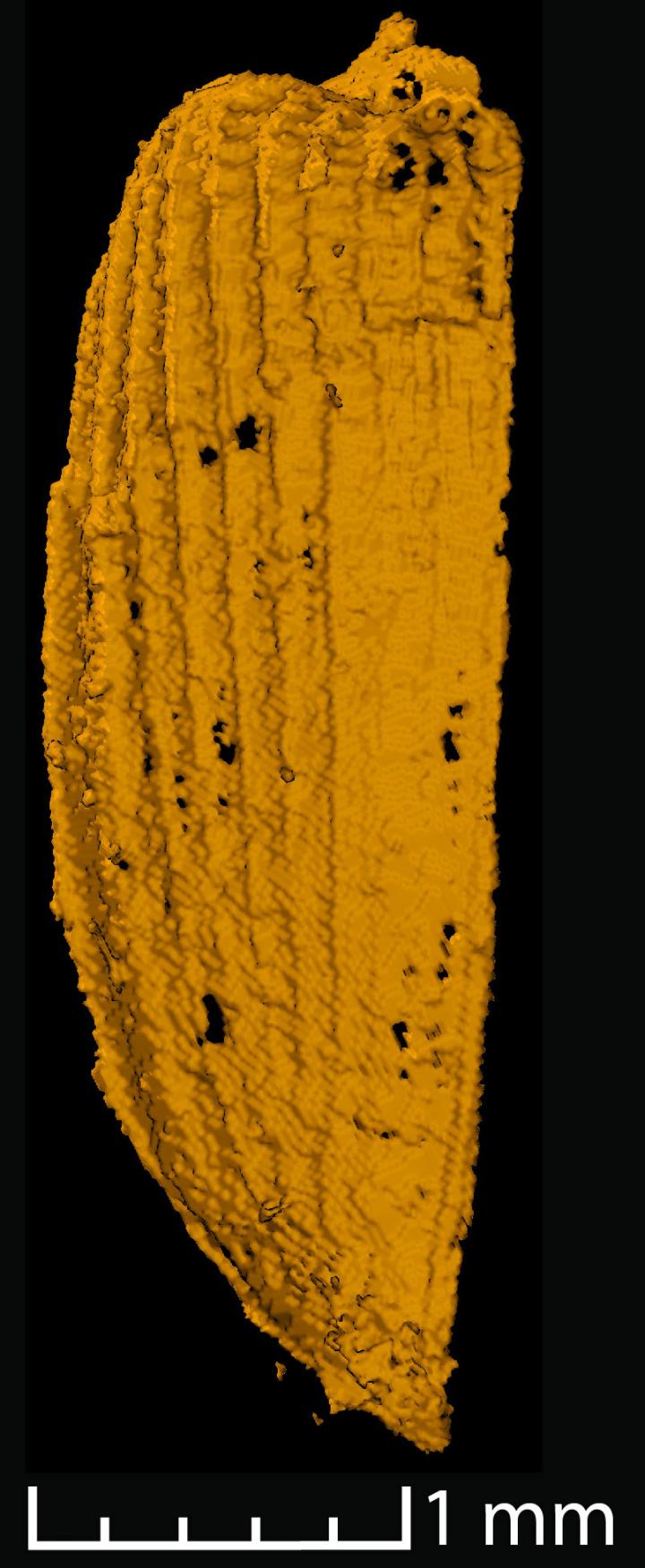 Detailed Image of a Cover Wing from One of the Beetles