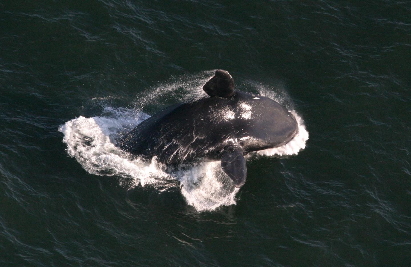Right Whale