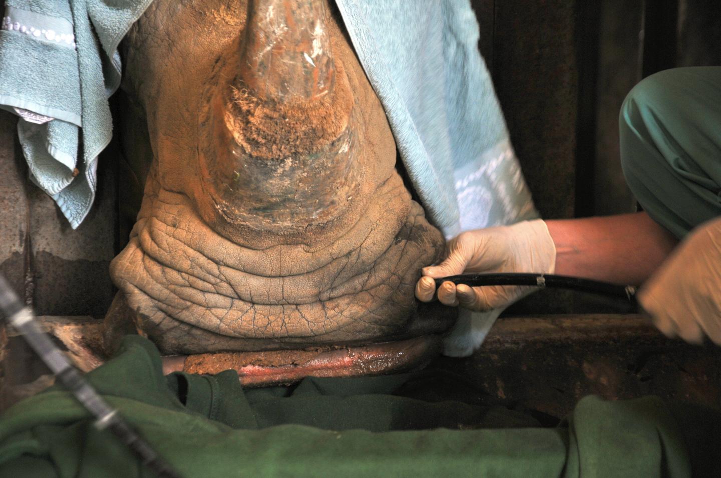 Lung Lavage in a Rhino