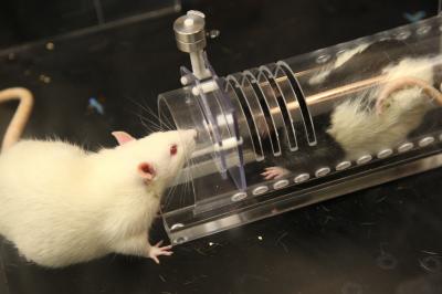 Albino and Black-Hooded Rat Interacting During Empathy Test