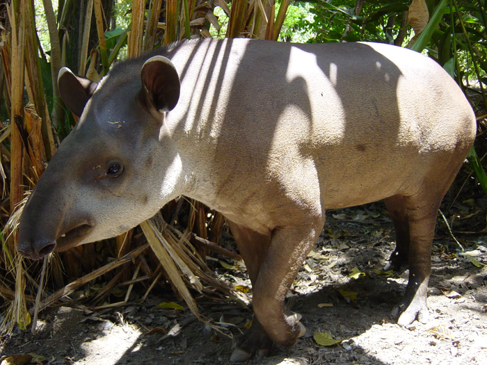 Lowland tapir