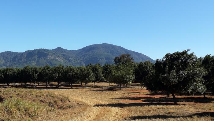 Macadamia-Plantage in Südafrika