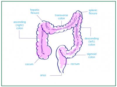 The Colon