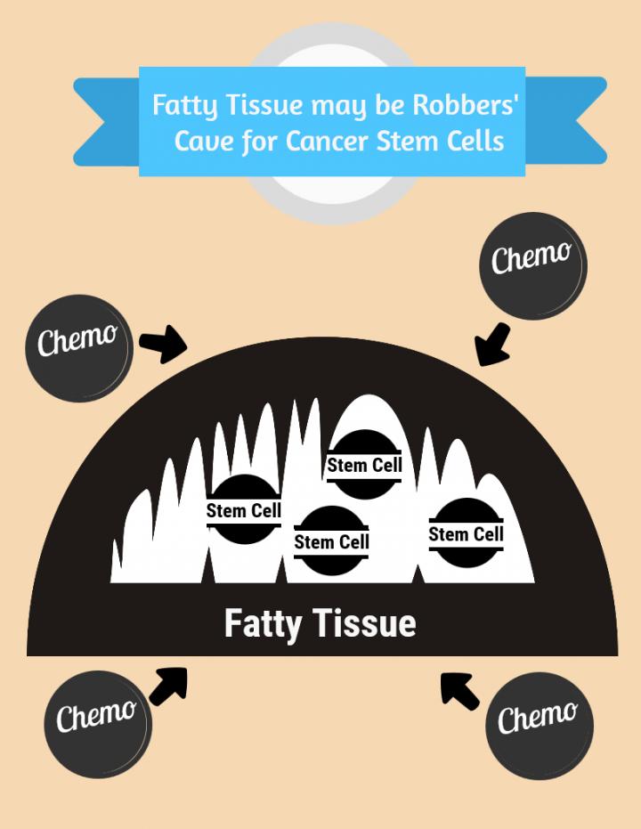 Fatty Tissue May Be 'Robbers Cave' for Cancer Stem Cells