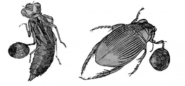 Freshwater Bivalve Molluscs on the Legs of Aquatic Insects