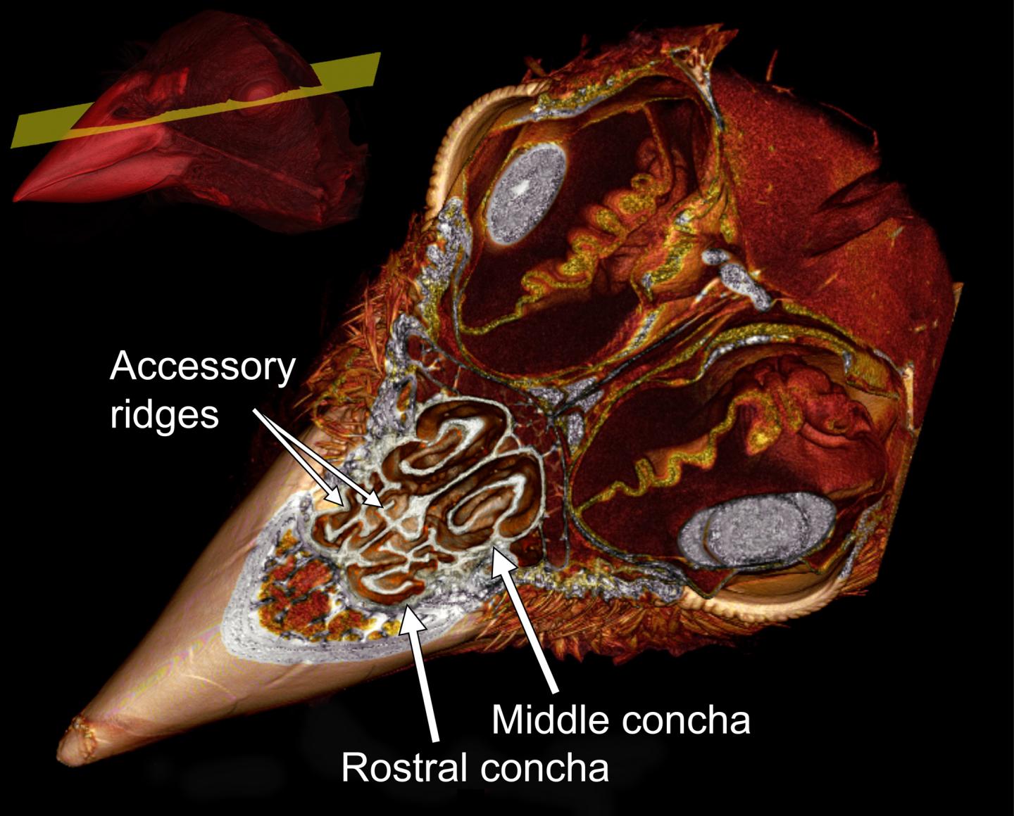 Interior Structures of a Sparrow Bill