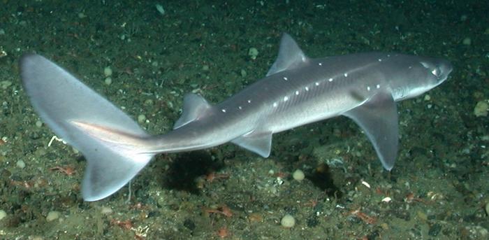 Dogfish shark