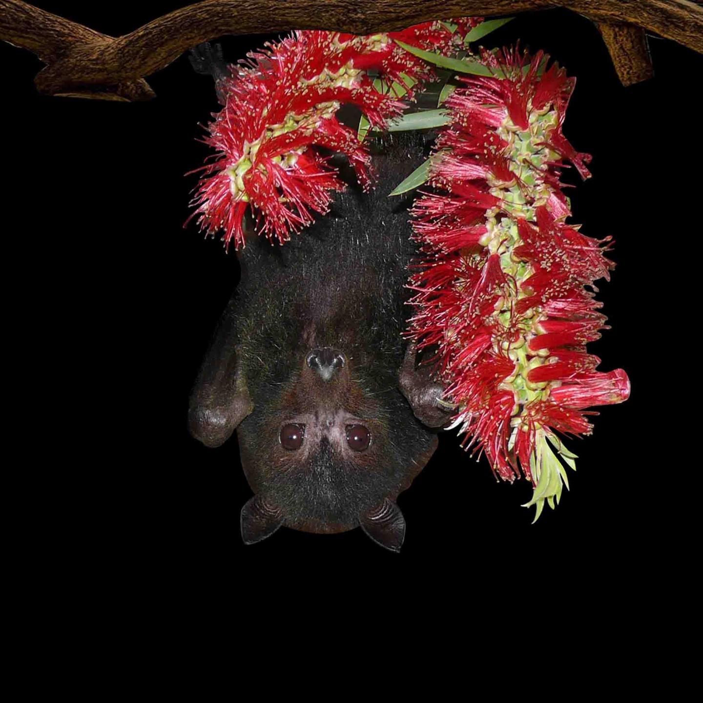 Australian Black Flying Fox