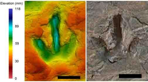 Megalosauripus Footprint