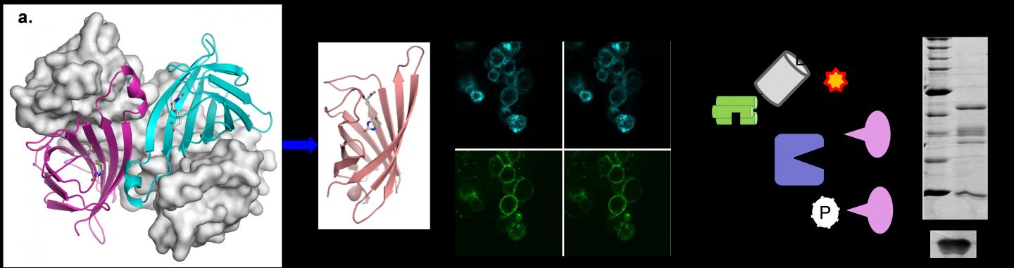 Biotinylated Proteins Are Affinity Purified Using Immobilized Streptavidin and Analyzed