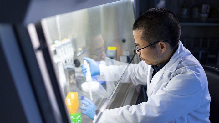 Researchers predict the efficiency of cardiomyocyte differentiation