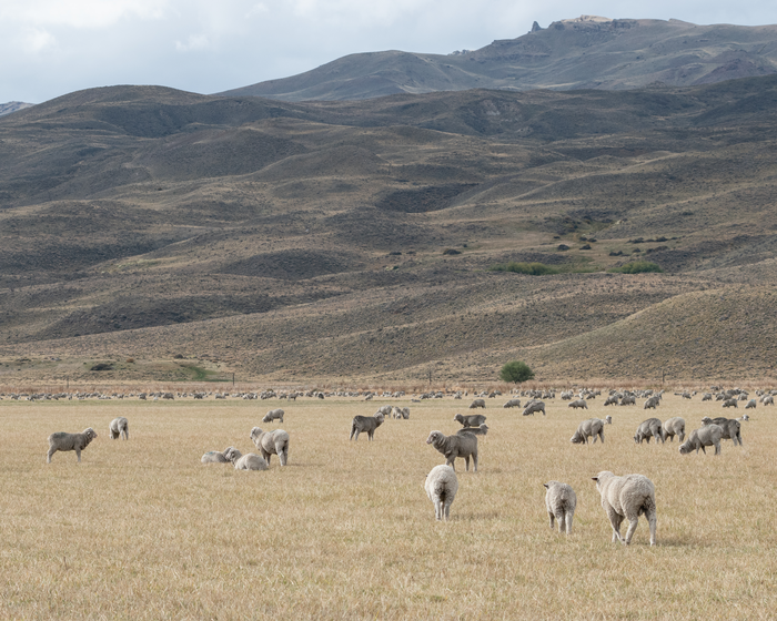 Sheep grazing in a semiarid Patagonian rangeland (Argentina).
