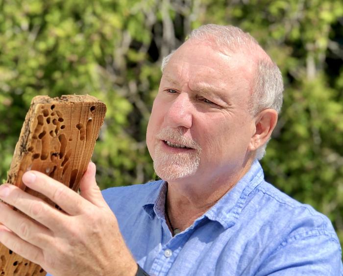 Barry Goodell (UMass Amherst) inspecting wood riddled with shipworm holes.