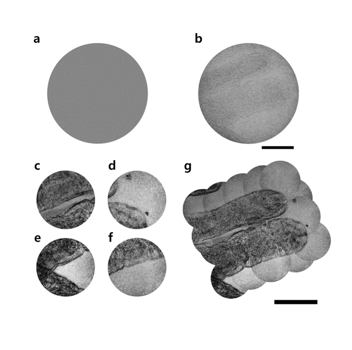 Figure IMAGE EurekAlert Science News Releases