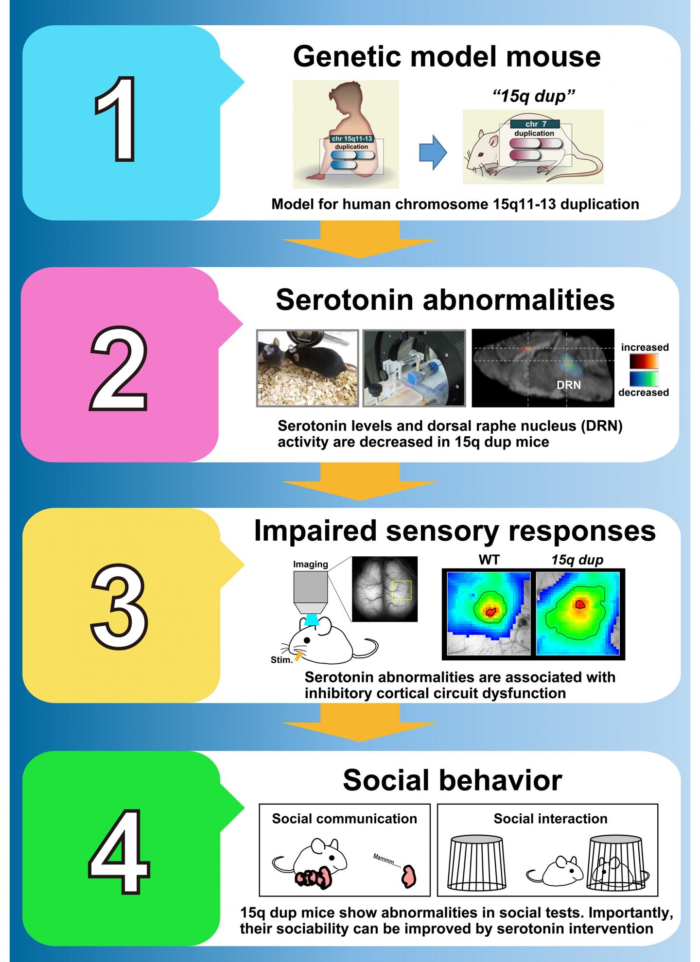 Serotonin Alleviates Autism Symptoms in Mice (4 of 7)