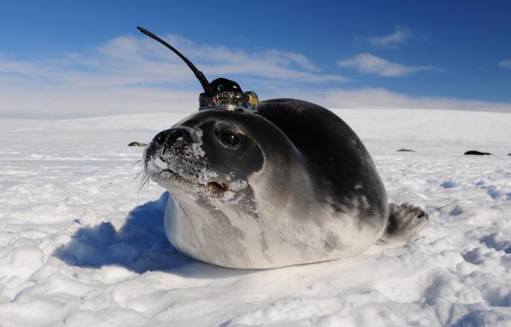 A Weddell seal collects data in the ocean while swimming