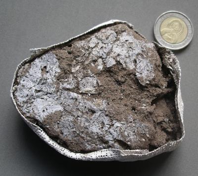 Leaves in Plaster Jacket