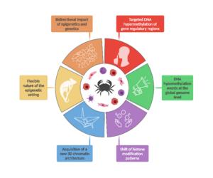 Illustration of the epigenetic hallmarks that define human cancer