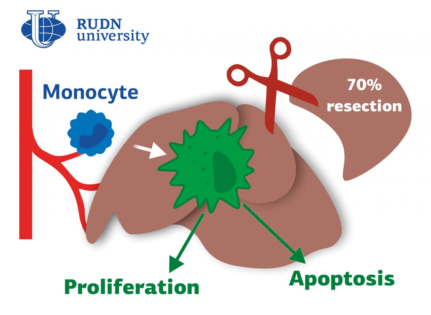 RUDN University Doctors Found out the Role of Macrophages in Liver Regeneration