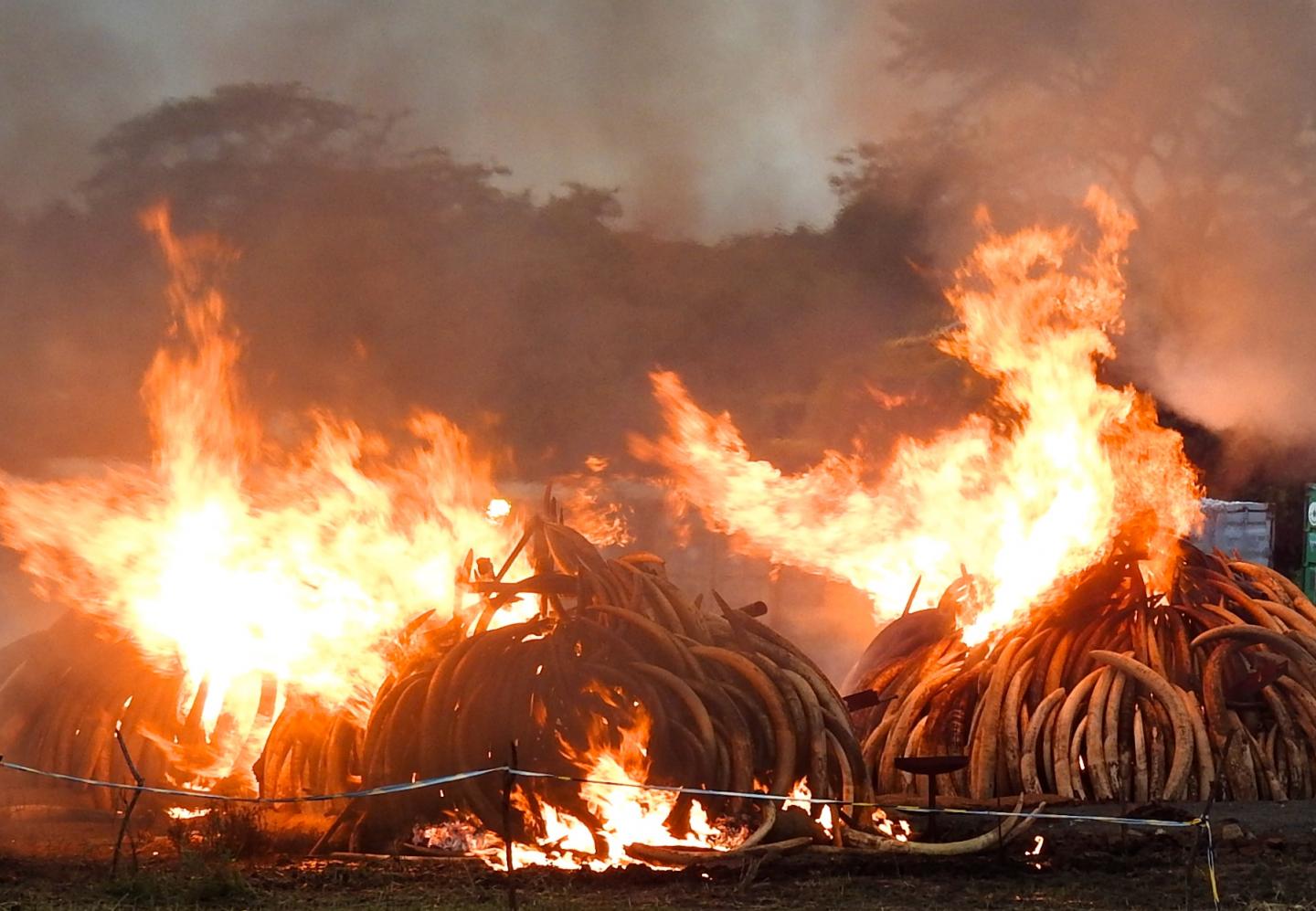 Ivory Burning