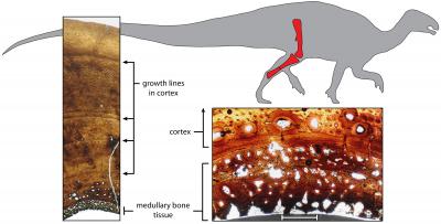 Egg-laying Tissue in Dinosaur Bone
