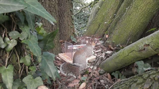 Squirrel Trying to Get Food with Its Mouth