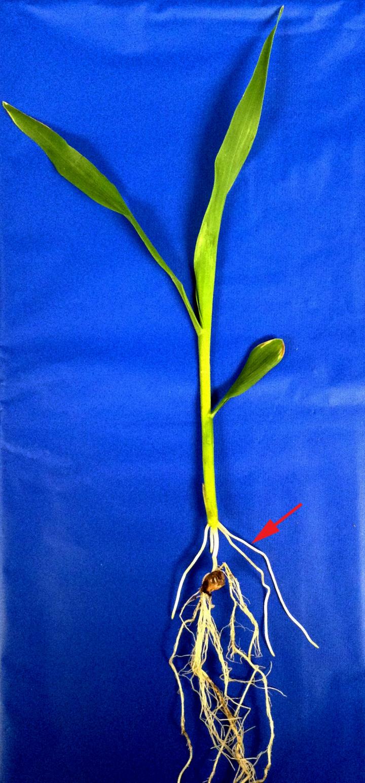 Maize Seedling Crown Root