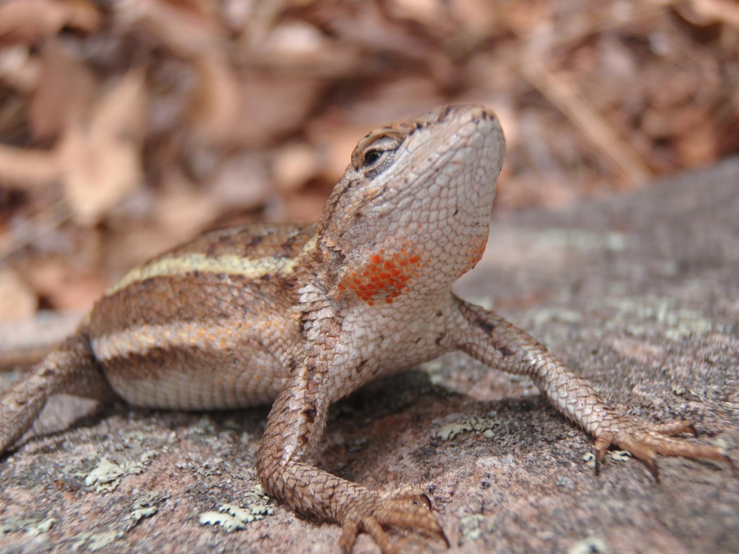 Striped Plateau Lizard (<i>Sceloporus virgatus</i>)