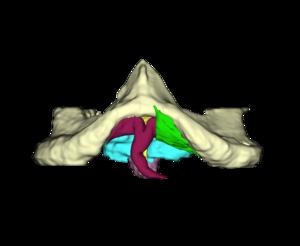 3D model rendering of chimpanzee clitoris structures based on MRI scan.